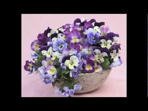 auguri mia amica Hafida