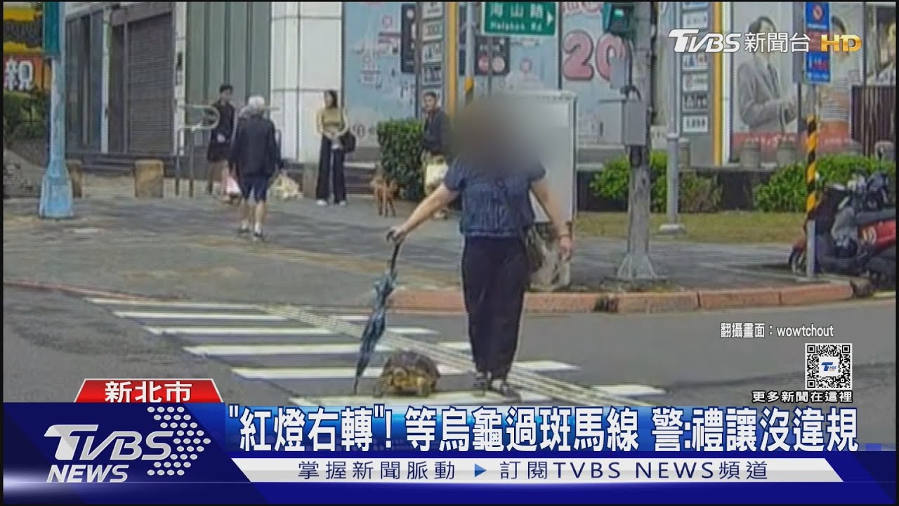真是「龜速」！禮讓「寵物龜」　駕駛等到亮紅燈