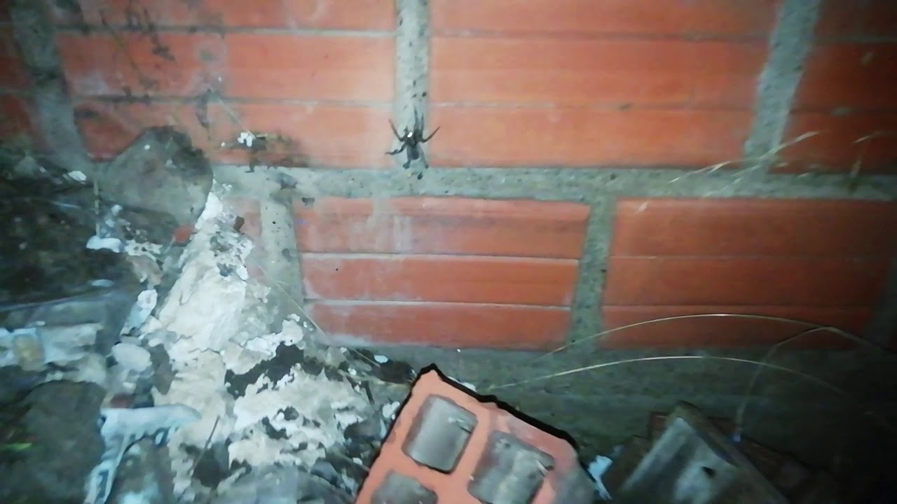 Diferencia entre Araña Y Tarántula