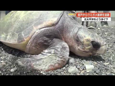若いウミガメの追跡