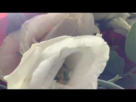 KENGE ADHURIMI LABE - LEXIMI I PSALMIT 91 // ALBANIAN SONG - READING PSALM 91 // WORSHIPPING GOD 🙏