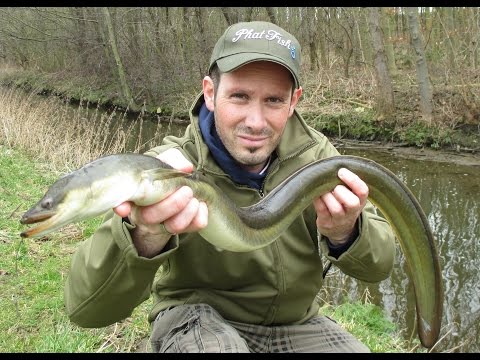 Fishing at the stream - Now even more "capitalistic" - Large eel from a small stream