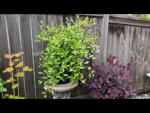 Hand Grafted Weeping Pussy Willow, Update After Clean Up - July 22, 2022