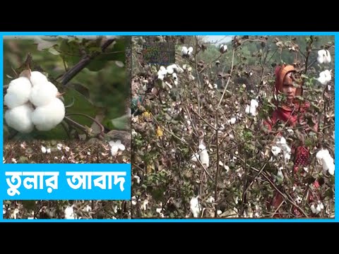 অনাবাদী চরাঞ্চলে তুলার আবাদ