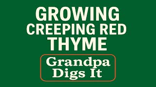 Creeping Red Thyme: 4 Easy Ways to Grow It Faster from Seed