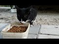 Hungry Tuxedo Cat Is Eating Food