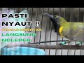 SOGON GACOR PEMIKAT SOGON TROTOL RAJIN BUNYI PAGI SIANG MALAM Part 5