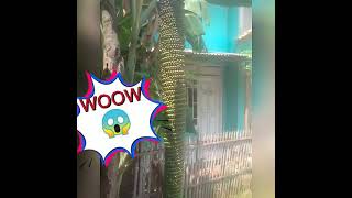 Download lagu POHON AJAIB‼️ coba deh lihat pohon pisang ini ada ga di daerah kalian mp3