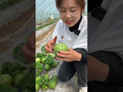 Beautiful Nature - Fresh Fruit wonderful video of Farm #ep071