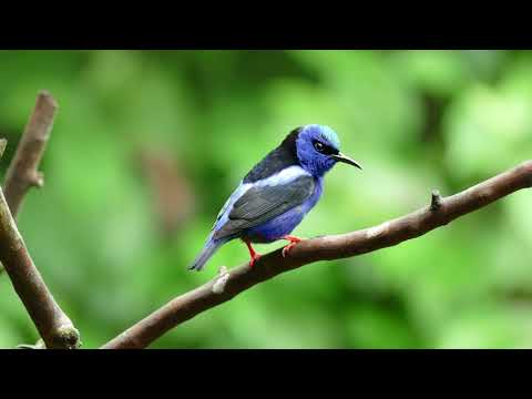 Red-Legged Honeycreeper (Cyanerpes cyaneus) (M)