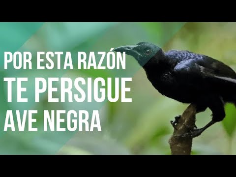 Spiritual meaning of a black bird chasing you 🤔