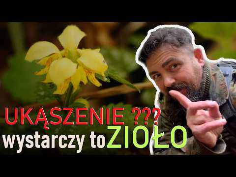 Jasnota gajowiec – niepozorna roślina, ratująca życie! (Lamium Galeobdolon)