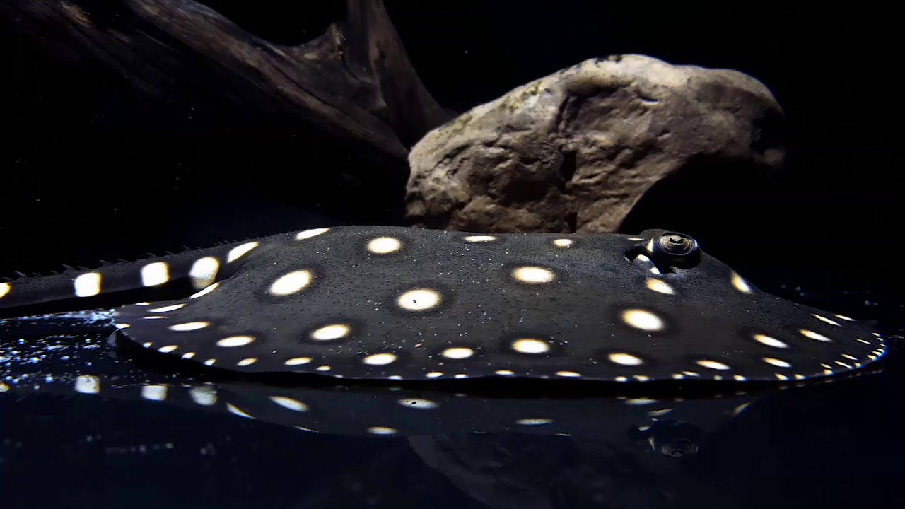 Freshwater Aquarium Stingray • (Types, Tank Size & Breeding)