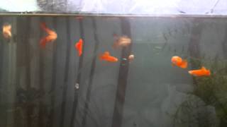 Sự khác biệt cá full red cùng 1 bầy