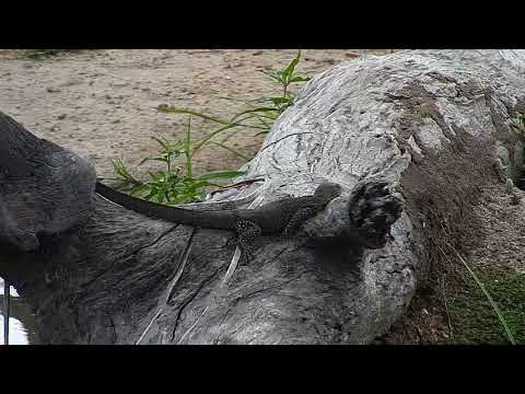 Djuma: Lounging Lizards(Water Monitor) and Water Thick-knees - 08:53 - 03/10/19