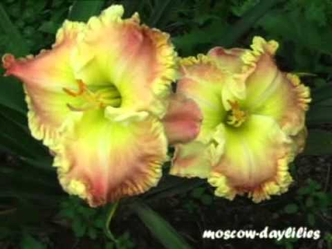 download lagu mp3 mp4 Heavenly Dragon Fire Daylily, download lagu Heavenly Dragon Fire Daylily gratis, unduh video klip Heavenly Dragon Fire Daylily