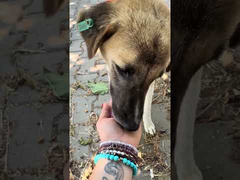 Tata Video Kapak