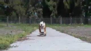 Тиллман — победитель собачьего серфинга