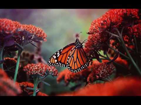Шоу-группа "Улыбка" - Песенка бабочек (детская песенка)