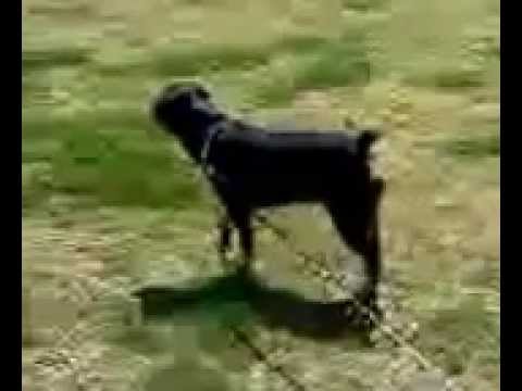 Rottweilers Good Dog Gone Bad Bad Dog Gone Wild