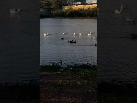 #gravatá #pernambuco #nordeste #shorts