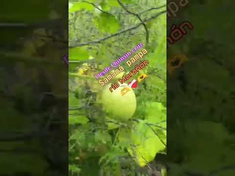 #@ Desde Quincin Cruz 🌴🌵rio Marañón ✍️ Singa Huamalies Huánuco ❤️‍🩹..