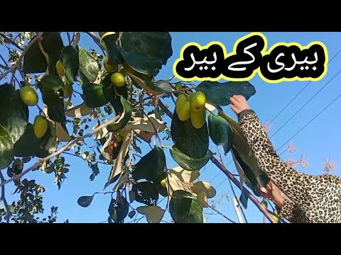 بیری کے بیر