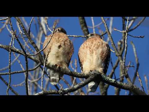 Red Shouldered Hawk pair in GA Jan 6th 2018