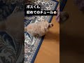 初めてのチュール！悲しい結末🤣 shorts animal ちゅーる トイプードル トイプー