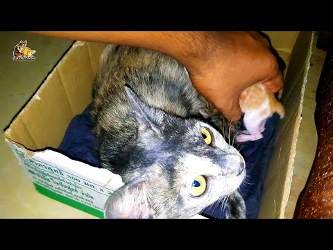 Encourage mother cat to breastfeeding newborn kittens, she want to go out many time
