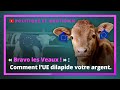 « Bravo les Veaux ! » : Comment l’UE dilapide votre argent.