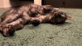 YouTubeフル動画タイトルのんびりくつろいでる猫｜癒される猫のリラックスタイム 🐱 Relaxing Cat  Enjoying a Peaceful Moment