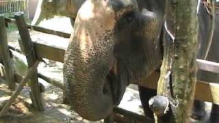 preview picture of video 'Asia Safari Park / Elefantendorf bei Khao Lak / Juni 2009'