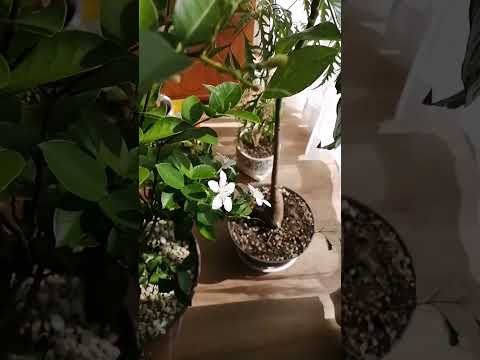 サラダ用クローシュは冷たい霜氷のマイナス温度を保護します