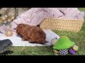 Cavapoo dogs for sale: Archie - Video 1
