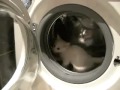 Funny Cat In A Washing Machine