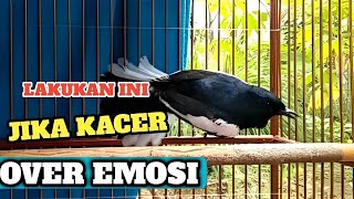 Download lagu trik mengatasi kacer over emosi mp3