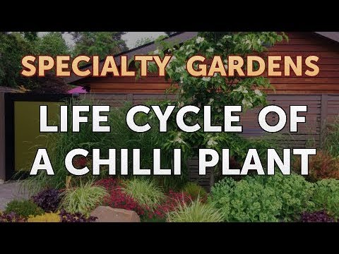 How to Extract Fragrances From Plants