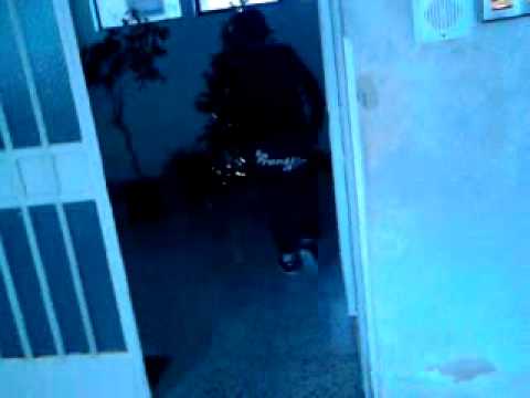 pazzerello butta albero di natale per terra