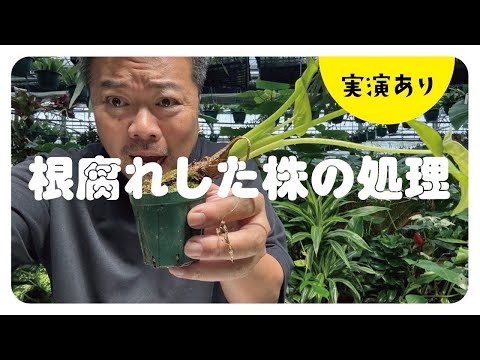 なぜワインで植物に水をやるのですか？植物を元気づけ、残ったワインを再利用するためのヒント  庭園
