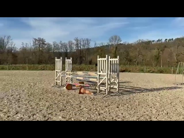 Merrie Selle Fran&ccedil;ais Te koop 2020 Donker bruin / bai ,  Romando de l'abbaye