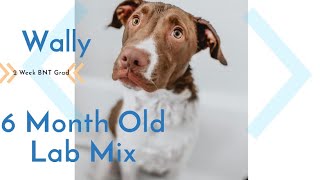 Download Lagu Best Mixed Breed Dog Trainers ||| OLK9 Lehigh Valley ||| 6 Month Old, Lab Mix, Wally Thumbnail