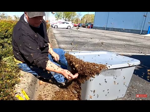 Honey Bees Swarm Local Ford Dealership