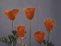 IOF Catdog Slowed Reverb