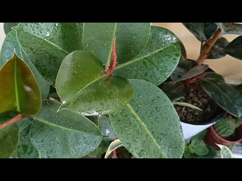 ФИКУС ГУЛИНИ ПАРВАРИШ КИЛИШ Хакида Маълумотлар. Сураганлар учун махсус Ролик. 🌺🌹🌹🌹🌺🙂👌