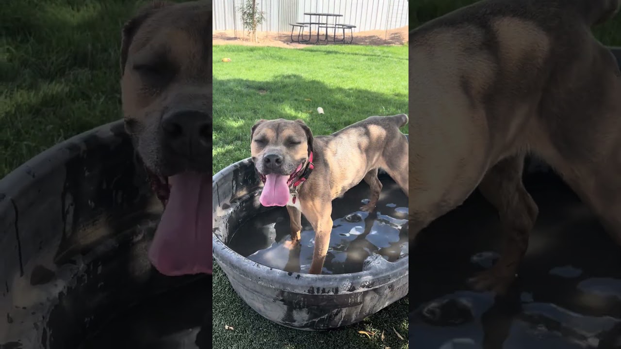 Enlarge Cora, a ADOPTABLE mixed breed in Gilbert, AZ video 3/3