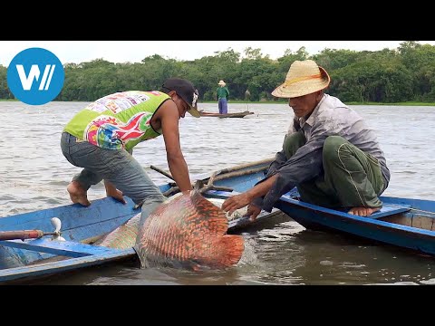 Arapaima, der Riesenfisch vom Amazonas (360° - GEO Reportage)