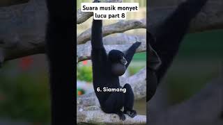 Download lagu suara monyet lucu part 8 Siamang #animals #wildlife #monkey mp3 Download lagu suara monyet lucu part 8 Siamang #animals #wildlife #monkey mp3
