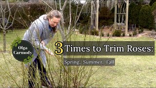 Roses in Cold Zones: 3 Times to Trim for Blooms/Health