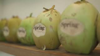 DES RES SPRING SPA